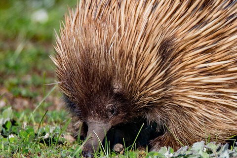 Kangaroo Island Luxury Small Group 'East End Explorer' Full Day Tour - Hotel NSW 5