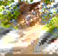 Discover Rottnest with Ferry  Bus Tour from Perth or Fremantle - Hotel NSW