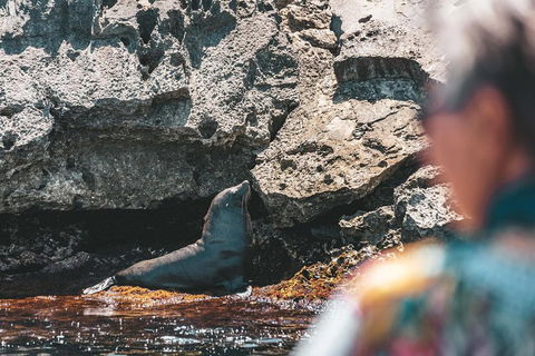 Adventure Rottnest Tour With Ferry & Adventure Cruise From Perth Or Fremantle - Hotel NSW 1