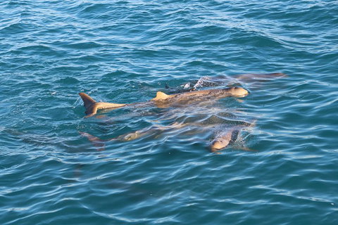 Roebuck Bay Snubfin Dolphin Cruise - Hotel NSW 0