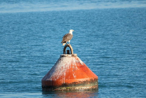 Roebuck Bay Snubfin Dolphin Cruise - Hotel NSW 1
