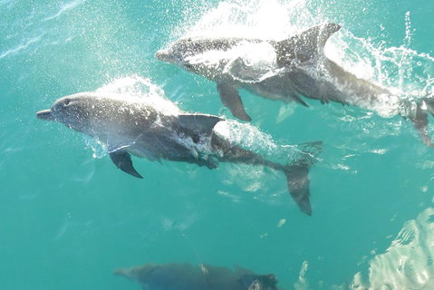 Roebuck Bay Snubfin Dolphin Cruise - Hotel NSW 2