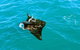 Roebuck Bay Snubfin Dolphin Cruise - thumb 5