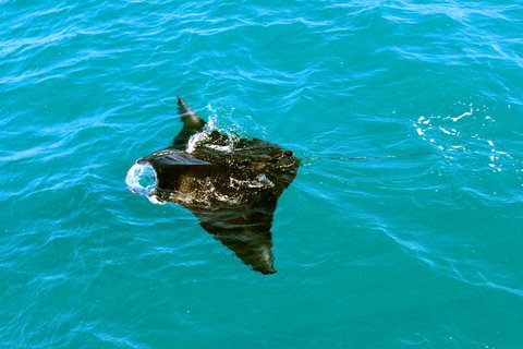 Roebuck Bay Snubfin Dolphin Cruise - Hotel NSW 5