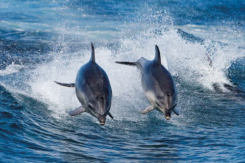 Full-Day Bruny Island Cruises Day Tour From Hobart - Hotel NSW 5