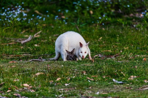 Bruny Island Traveller - Gourmet Tasting And Sightseeing Day Trip From Hobart - Hotel NSW 3