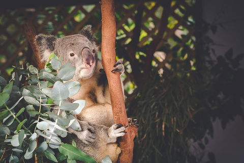 Small-Group Blue Mountains Day Trip From Sydney With Wildlife Park - Hotel NSW 2
