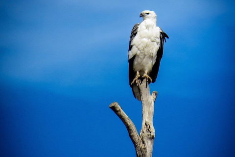 Kangaroo Island 75-Minute Ocean Safari - Hotel NSW 0