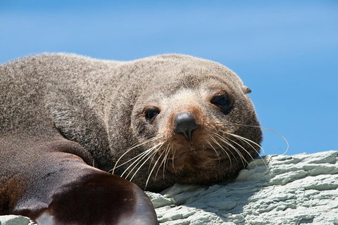 Kangaroo Island 75-Minute Ocean Safari - Hotel NSW 1