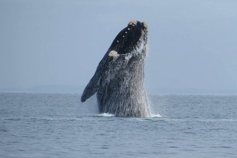 Kangaroo Island 75-Minute Ocean Safari - Hotel NSW 2