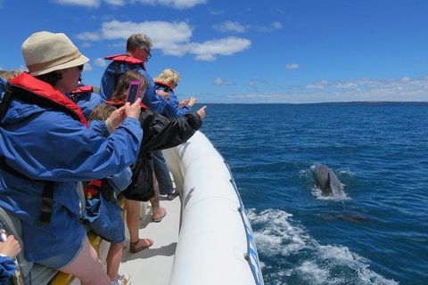Kangaroo Island 75-Minute Ocean Safari - Hotel NSW 3