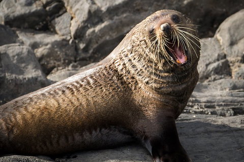 Kangaroo Island 75-Minute Ocean Safari - Hotel NSW 5