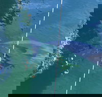 Dolphin Cruise from Adelaide with Optional Dolphin Swim - Hotel NSW