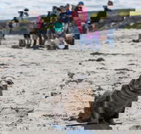 Kangaroo Island in a Day Tour from Adelaide - Hotel NSW