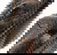 2-Day Kangaroo Island 4WD Small-Group Tour from Adelaide - Hotel NSW