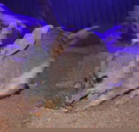 Kuranda Wildlife Experience Three Attraction Pass - Hotel NSW