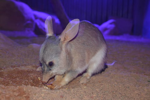 Kuranda Wildlife Experience Three Attraction Pass - Hotel NSW 0