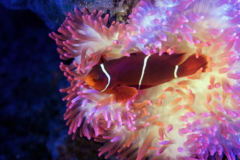 Cairns Aquarium By Twilight With 3-Course Dinner - Hotel NSW 0