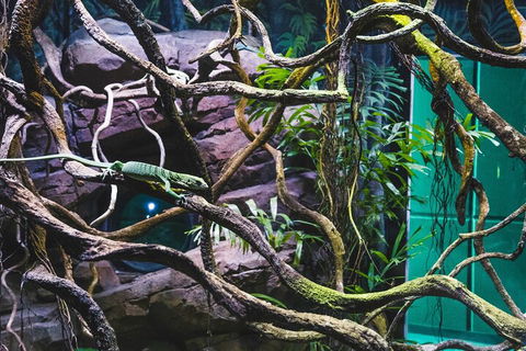 Cairns Aquarium By Twilight With 3-Course Dinner - Hotel NSW 2