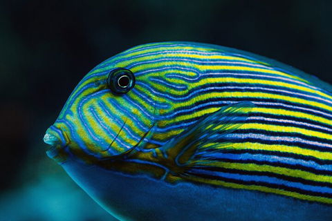 Cairns Aquarium By Twilight With 3-Course Dinner - Hotel NSW 5