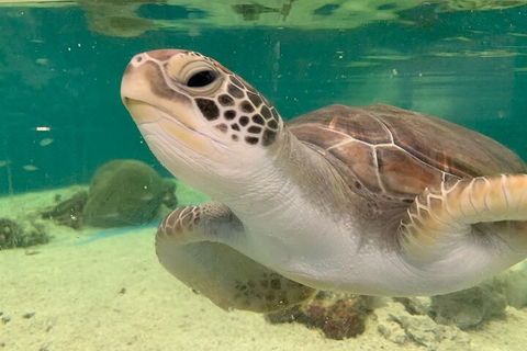 Cairns Aquarium Marine Life Encounter Ticket With 2-Course Lunch - Hotel NSW 0
