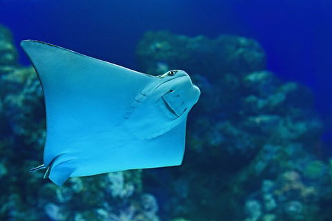 Cairns Aquarium Marine Life Encounter Ticket With 2-Course Lunch - Hotel NSW 4