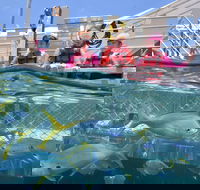 Outer Reef Pontoon Experience from Cairns - Hotel NSW