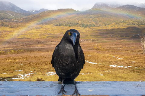 Cradle Mountain Park Explorer Guided Tour - Hotel NSW 2