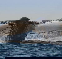 Sydney Whale-Watching Cruise Including Lunch or Breakfast - Hotel NSW