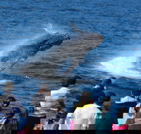 Tangalooma Island Resort Whale Watching Day Cruise - Hotel NSW