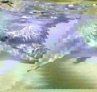 Tangalooma Island Resort Whale Watching Day Cruise with Dolphin Feeding - Hotel NSW