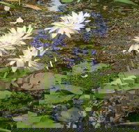 Yellow Water Cruise - Kakadu - Hotel NSW