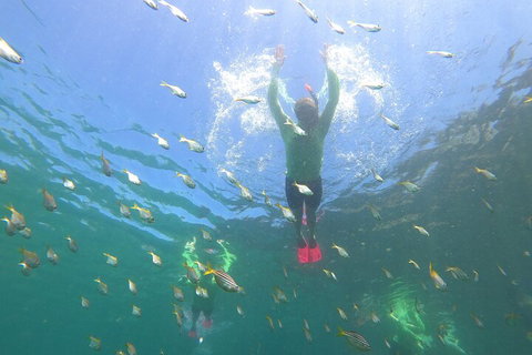 Manly Snorkel Trip And Nature Walk With Local Guide - Hotel NSW 0