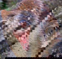 After Dark Tasmanian Devil Feeding Tour at Cradle Mountain - Hotel NSW