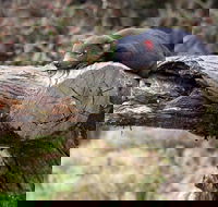 Day Keeper Tour - Hotel NSW