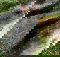 1-Hour Tasmanian Devil Feeding Day Tour at Cradle Mountain - Hotel NSW