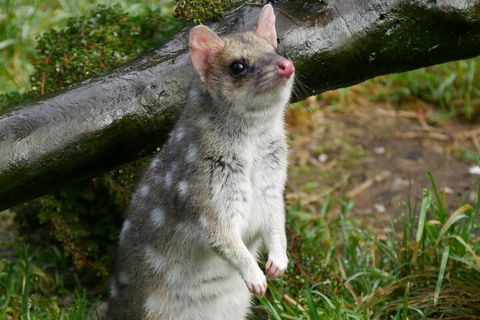 1-Hour Tasmanian Devil Feeding Day Tour At Cradle Mountain - Hotel NSW 0