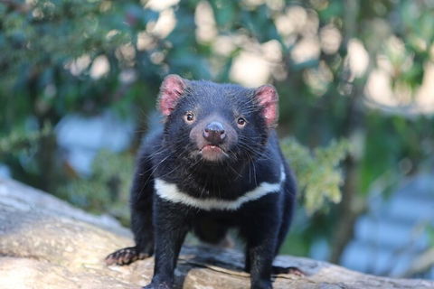 1-Hour Tasmanian Devil Feeding Day Tour At Cradle Mountain - Hotel NSW 1