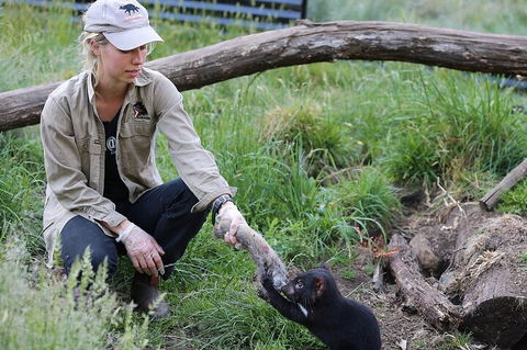 1-Hour Tasmanian Devil Feeding Day Tour At Cradle Mountain - Hotel NSW 2