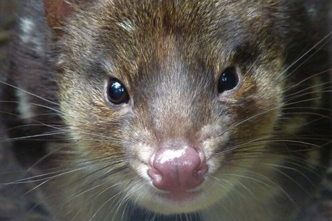1-Hour Tasmanian Devil Feeding Day Tour At Cradle Mountain - Hotel NSW 3
