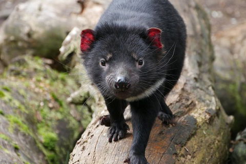 1-Hour Tasmanian Devil Feeding Day Tour At Cradle Mountain - Hotel NSW 4