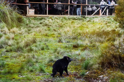 1-Hour Tasmanian Devil Feeding Day Tour At Cradle Mountain - Hotel NSW 5