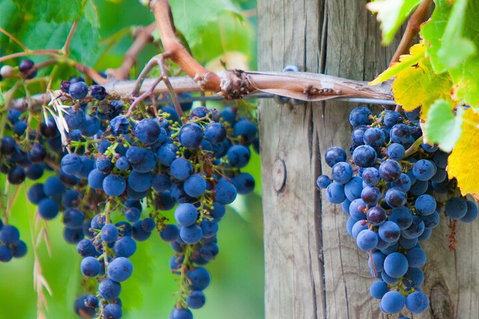 Yarra Valley, Dandenong Ranges Inc. Lunch With Wine,plus Morning Tea,chocolate - Hotel NSW 0