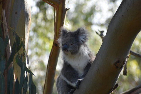 Healesville Sanctuary And Phillip Island Wildlife Bus Tour - Hotel NSW 0