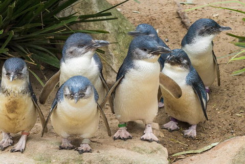 Healesville Sanctuary And Phillip Island Wildlife Bus Tour - Hotel NSW 2