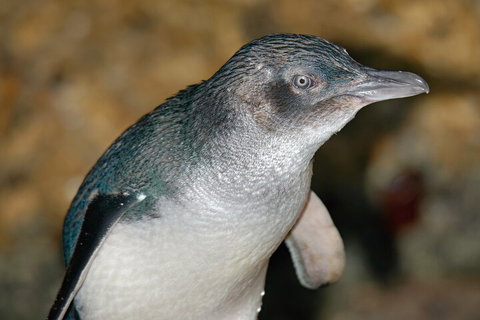 Healesville Sanctuary And Phillip Island Wildlife Bus Tour - Hotel NSW 4