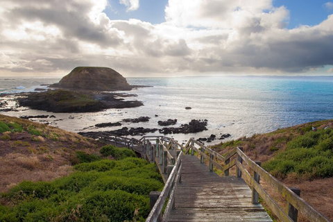 Healesville Sanctuary And Phillip Island Wildlife Bus Tour - Hotel NSW 5