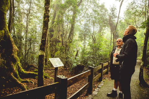 Full-day Springbrook National Park Tour From The Gold Coast - Hotel NSW 1