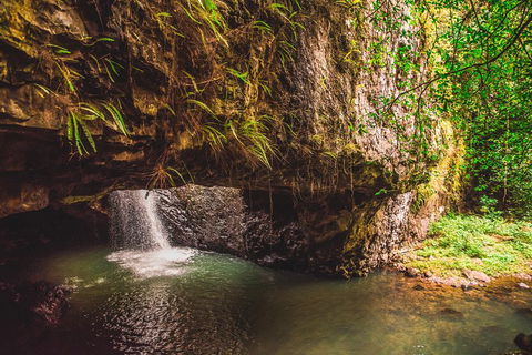 Full-day Springbrook National Park Tour From The Gold Coast - Hotel NSW 4