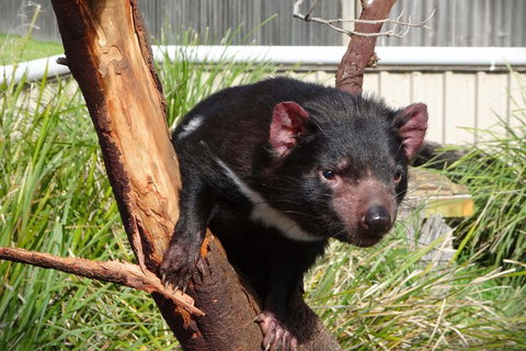 Tasmania 4 Day East Coast + Launceston - Hotel NSW 2